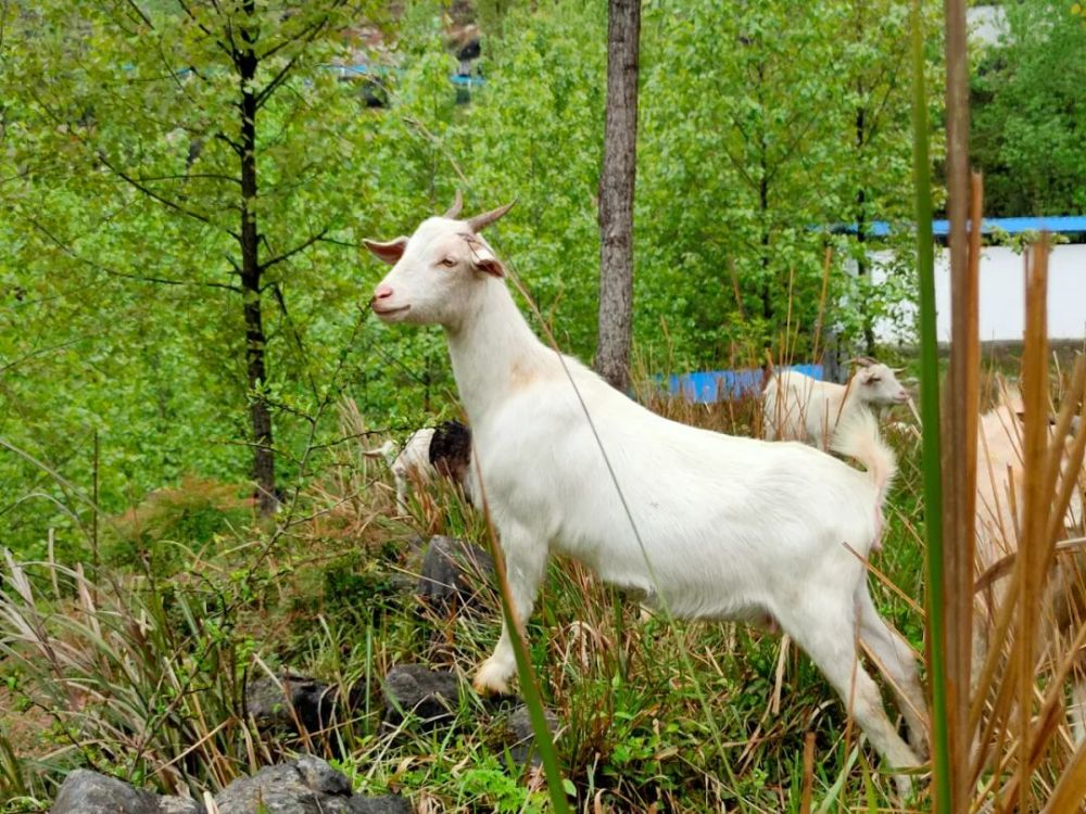 35a7840c8a6614081b3211c83008038b_640_wx_fmt=png&from=appmsg&wxfrom=5&wx_lazy=1&wx_co=1.png 35a7840c8a6614081b3211c83008038b_640_wx_fmt=png&from=appmsg&wxfrom=5&wx_lazy=1&wx_co=1.png